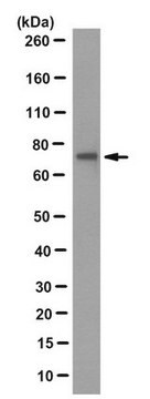 Anti-GMPS Antibody, clone 1G6.1 clone 1G6.1, from mouse