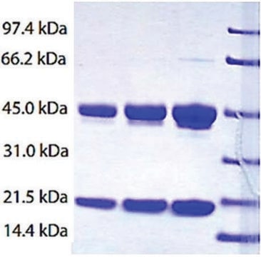 Haptoglobin (Phenotype 2-2) from human plasma &#8805;95% (SDS-PAGE)