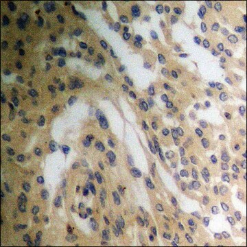 Anti-phospho-Tryptophan Hydroxylase (pSer58) antibody produced in rabbit affinity isolated antibody