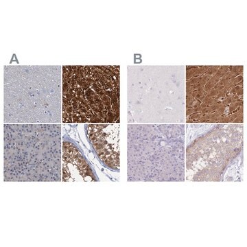 Anti-FAH antibody produced in rabbit Prestige Antibodies&#174; Powered by Atlas Antibodies, affinity isolated antibody, buffered aqueous glycerol solution