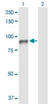 Anti-SEMA4A antibody produced in rabbit purified immunoglobulin, buffered aqueous solution