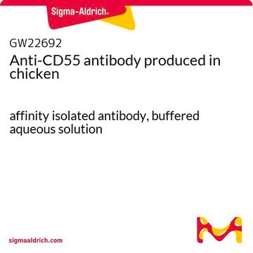 Anti-CD55 antibody produced in chicken affinity isolated antibody, buffered aqueous solution