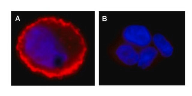 Anti-phospho-erbB-2/HER-2 (Tyr1248) Antibody, Alexa Fluor&#8482; 555 Upstate&#174;, from rabbit