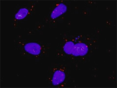 Anti-FGF5 antibody produced in rabbit purified immunoglobulin, buffered aqueous solution