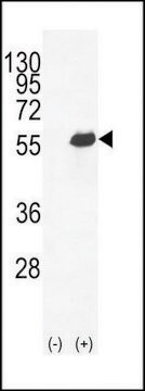 ANTI-OPN-A/B(N-TERMINAL) antibody produced in rabbit affinity isolated antibody, buffered aqueous solution