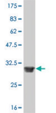 ANTI-FOXL1 antibody produced in mouse clone 2E6, purified immunoglobulin, buffered aqueous solution