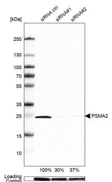 Anti-PSMA2 antibody produced in rabbit Prestige Antibodies&#174; Powered by Atlas Antibodies, affinity isolated antibody, buffered aqueous glycerol solution