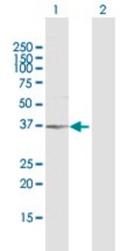 抗AKR1B1抗体 ウサギ宿主抗体 purified immunoglobulin, buffered aqueous solution