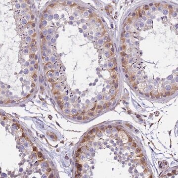 Anti-TCEAL5 antibody produced in rabbit Prestige Antibodies&#174; Powered by Atlas Antibodies, affinity isolated antibody, buffered aqueous glycerol solution