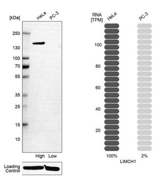 Anti-LIMCH1 antibody produced in rabbit Prestige Antibodies&#174; Powered by Atlas Antibodies, affinity isolated antibody, buffered aqueous glycerol solution