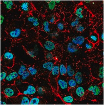 Anti-trimethyl-Histone H3 (Lys4) Antibody, Alexa Fluor&#8482; 488 Conjugate from rabbit, ALEXA FLUOR&#8482; 488