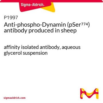 Anti-phospho-Dynamin (pSer774) antibody produced in sheep affinity isolated antibody, aqueous glycerol suspension