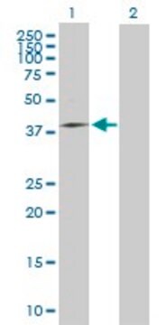 Anti-MRPS31 antibody produced in mouse purified immunoglobulin, buffered aqueous solution