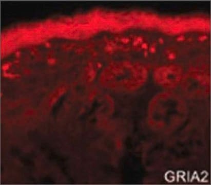 Anti-GRIA2 (AB2) antibody produced in rabbit IgG fraction of antiserum