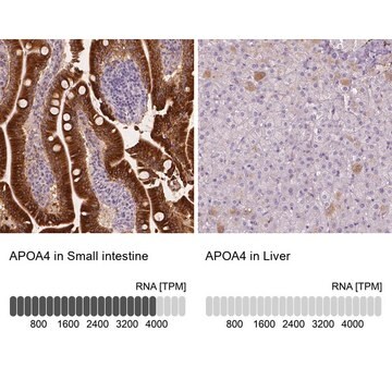 Anti-APOA4 antibody produced in rabbit Prestige Antibodies&#174; Powered by Atlas Antibodies, affinity isolated antibody, buffered aqueous glycerol solution