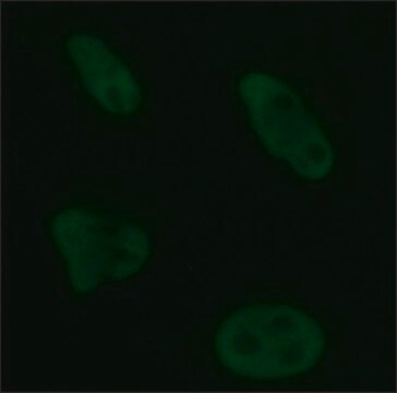 Monoclonal Anti-Brg1 antibody produced in rat clone 3G4, purified from hybridoma cell culture