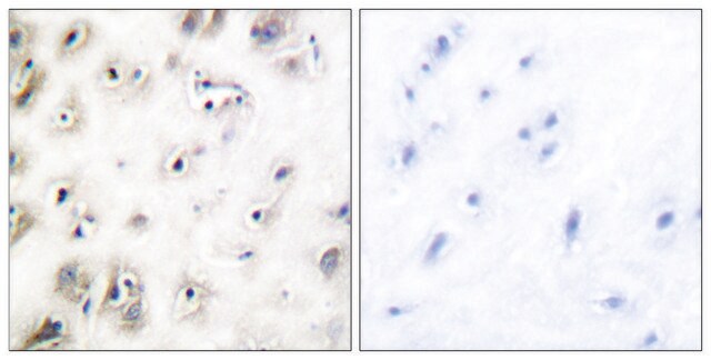 Anti-Amylin antibody produced in rabbit affinity isolated antibody