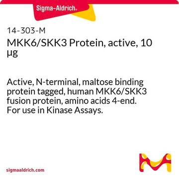 MKK6/SKK3 Protein, active, 10 &#181;g Active, N-terminal, maltose binding protein tagged, human MKK6/SKK3 fusion protein, amino acids 4-end. For use in Kinase Assays.