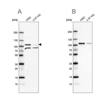 Anti-SRPK1 antibody produced in rabbit Prestige Antibodies&#174; Powered by Atlas Antibodies, affinity isolated antibody