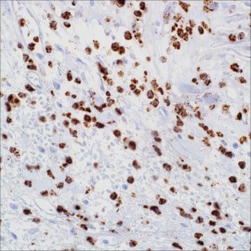 Myeloperoxidase (SP72) Rabbit Monoclonal Antibody