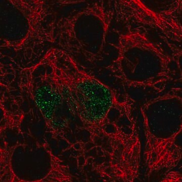 Anti-TFEC antibody produced in rabbit Prestige Antibodies&#174; Powered by Atlas Antibodies, affinity isolated antibody