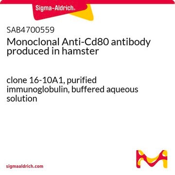 Monoclonal Anti-Cd80 antibody produced in hamster clone 16-10A1, purified immunoglobulin, buffered aqueous solution