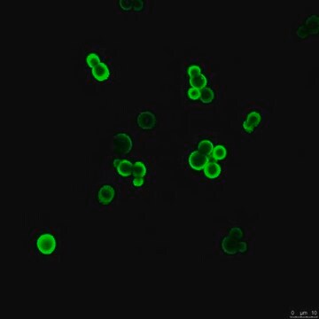 Anti-Glucuronoxylomannan (GXM) Antibody, clone 18B7 clone 18B7, from mouse