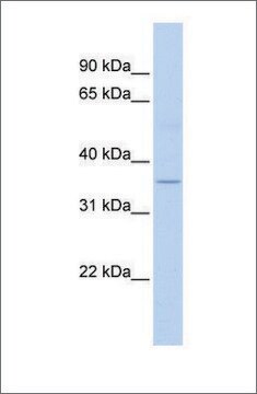 Anti-ELOVL5 antibody produced in rabbit affinity isolated antibody