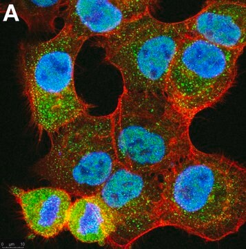 Anti-Ubiquitin K48-Specific Antibody, clone Apu2 ZooMAb&#174; Rabbit Monoclonal recombinant, expressed in HEK 293 cells