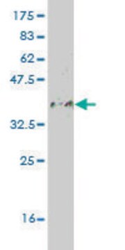 Monoclonal Anti-DEAF1 antibody produced in mouse clone 6F10, purified immunoglobulin, buffered aqueous solution