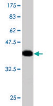 Monoclonal Anti-MGAT4A, (C-terminal) antibody produced in mouse clone 8C5, purified immunoglobulin, buffered aqueous solution