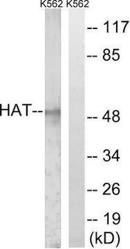 Anti-HAT antibody produced in rabbit affinity isolated antibody