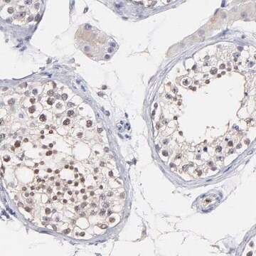 Anti-SMARCA1 antibody produced in rabbit Prestige Antibodies&#174; Powered by Atlas Antibodies, affinity isolated antibody, buffered aqueous glycerol solution