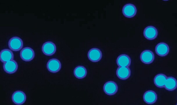 Micro particles based on polymethacrylate analytical standard, size: 60 &#956;m