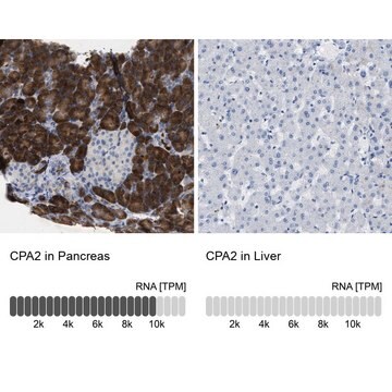 Anti-CPA2 antibody produced in rabbit Prestige Antibodies&#174; Powered by Atlas Antibodies, affinity isolated antibody, buffered aqueous glycerol solution, Ab2