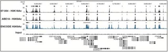 Anti-acetyl-Histone H3 (Lys18) Antibody serum, Upstate&#174;