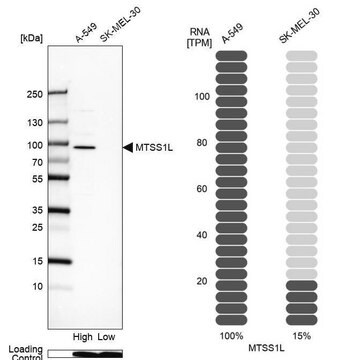 Anti-MTSS1L antibody produced in rabbit Prestige Antibodies&#174; Powered by Atlas Antibodies, affinity isolated antibody