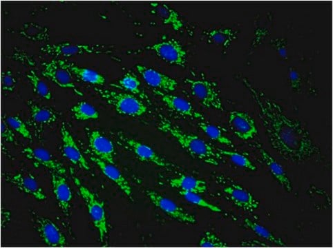 Anti-Mitochondria Antibody, clone 113-1, Alexa Fluor&#8482; 488 conjugate clone 113-1, from mouse, ALEXA FLUOR&#8482; 488