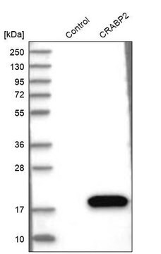 Anti-CRABP2 antibody produced in rabbit Prestige Antibodies&#174; Powered by Atlas Antibodies, affinity isolated antibody, buffered aqueous glycerol solution