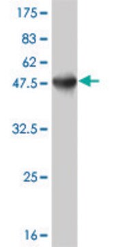 ANTI-ATF3 antibody produced in mouse clone 8D8, purified immunoglobulin, buffered aqueous solution