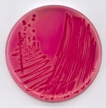 Rambach&#8482; agar for Salmonella spp.