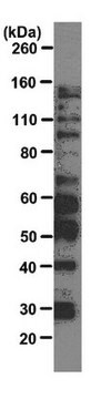 Anti-SR protein family Antibody, clone 16H3 clone 16H3, from mouse