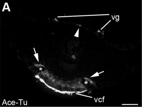 モノクロナール抗チューブリン, アセチル化 マウス宿主抗体 clone 6-11B-1, ascites fluid