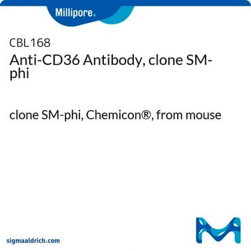 Anti-CD36 Antibody, clone SM-phi clone SM-phi, Chemicon&#174;, from mouse