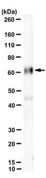 Anti-p66shc Antibody, clone BG8