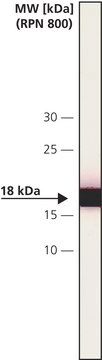 Monoclonal Anti-Calcineurin (&#946;-Subunit) antibody produced in mouse clone CN-B1, ascites fluid