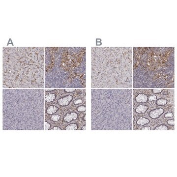 抗CD14 ウサギ宿主抗体 Prestige Antibodies&#174; Powered by Atlas Antibodies, affinity isolated antibody, buffered aqueous glycerol solution