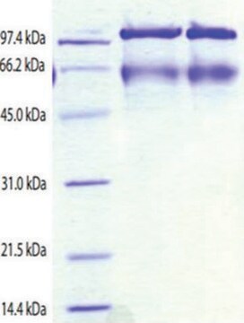 Kininogen,HMW from human plasma &#8805;95% (SDS-PAGE)