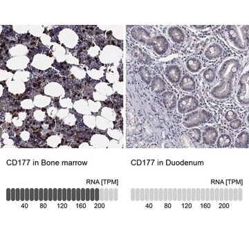 Anti-CD177 antibody produced in rabbit Prestige Antibodies&#174; Powered by Atlas Antibodies, affinity isolated antibody, buffered aqueous glycerol solution