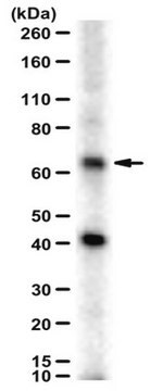 Anti-SPTLC2 Antibody serum, from rabbit